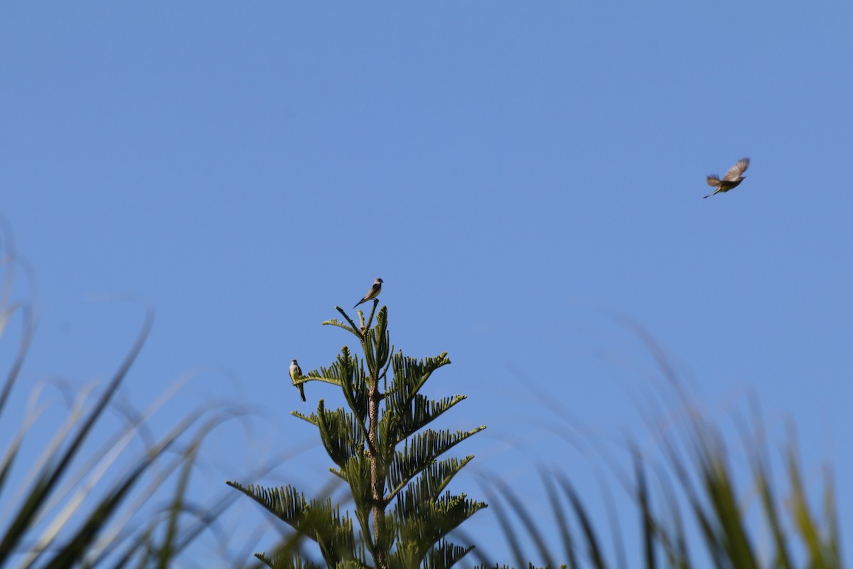 Western Kingbird - ML645464379