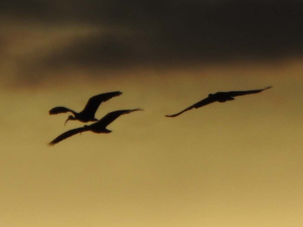 Bare-faced Ibis - ML645464388