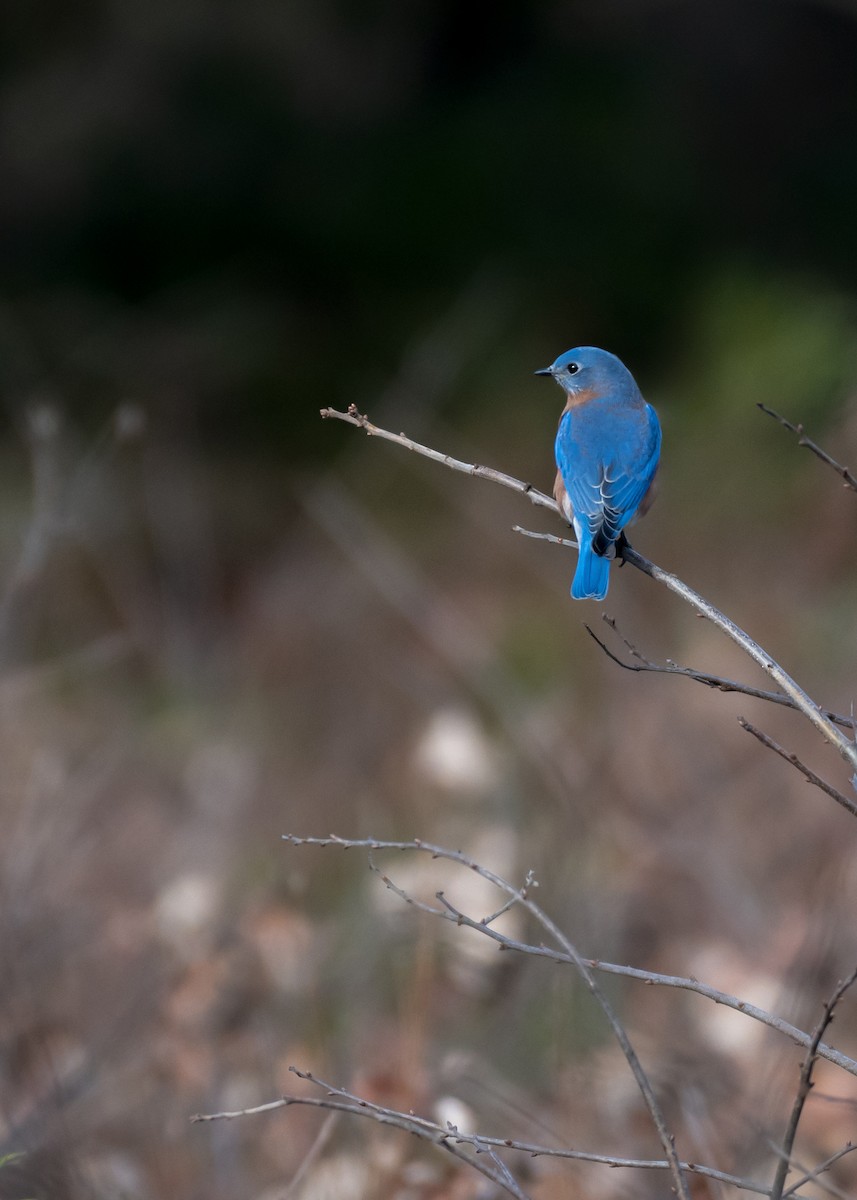 Eastern Bluebird - ML645464403