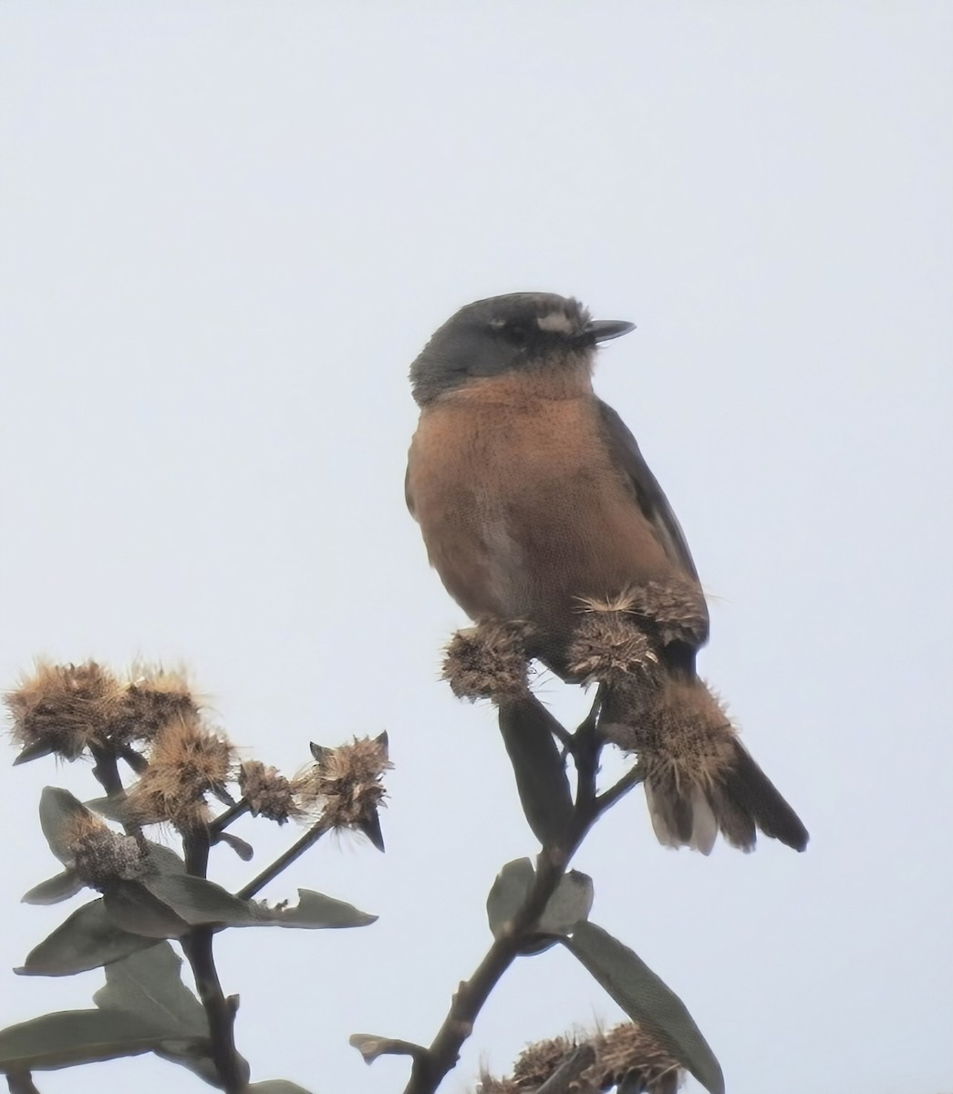 Gray-backed Tachuri - ML645464409