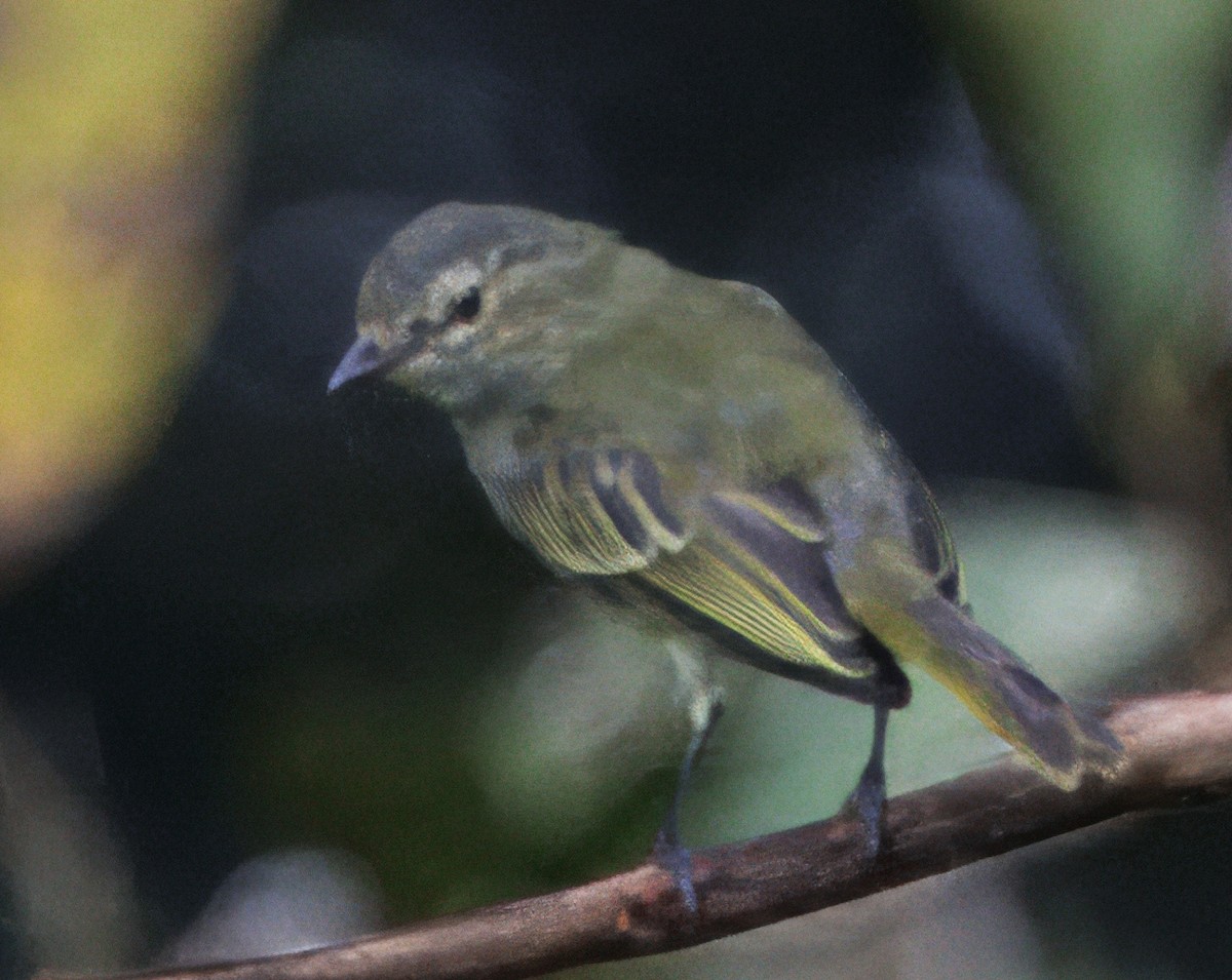 Mistletoe Tyrannulet - ML645464424