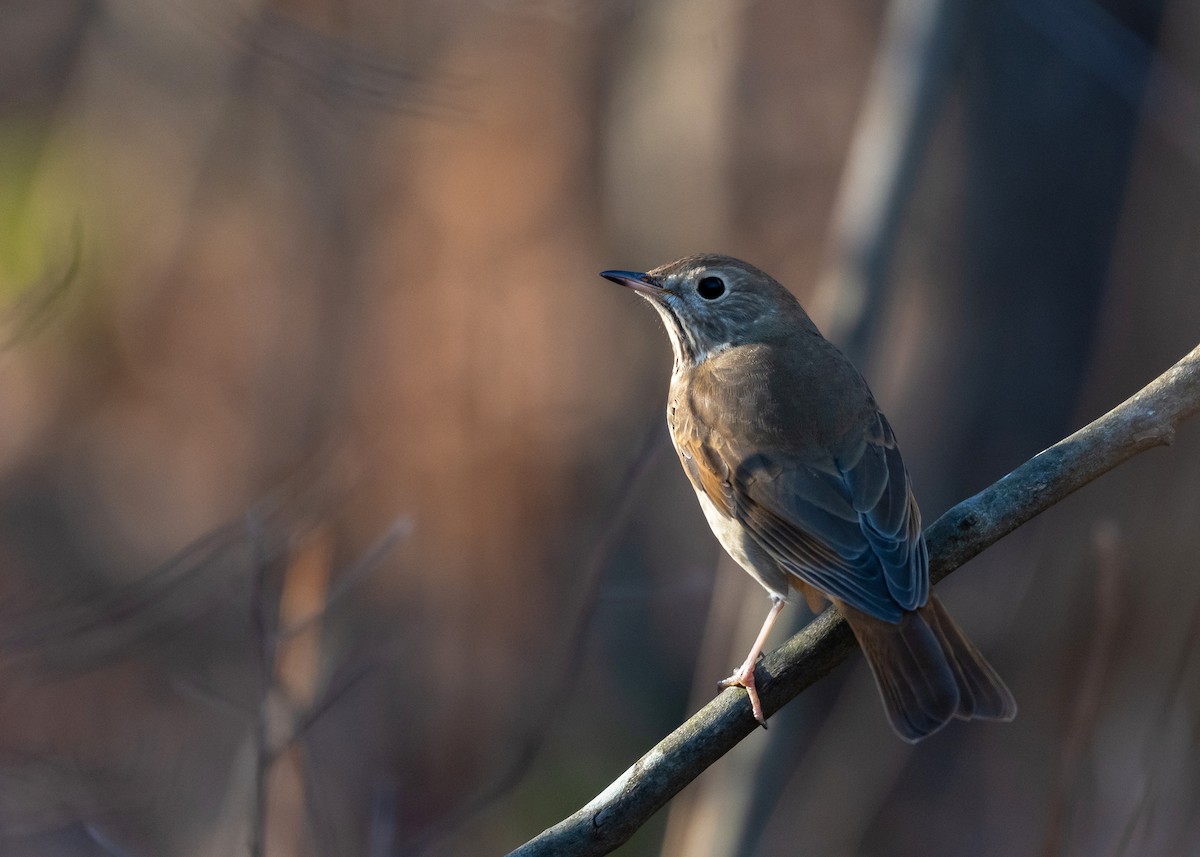 Hermit Thrush - ML645464425