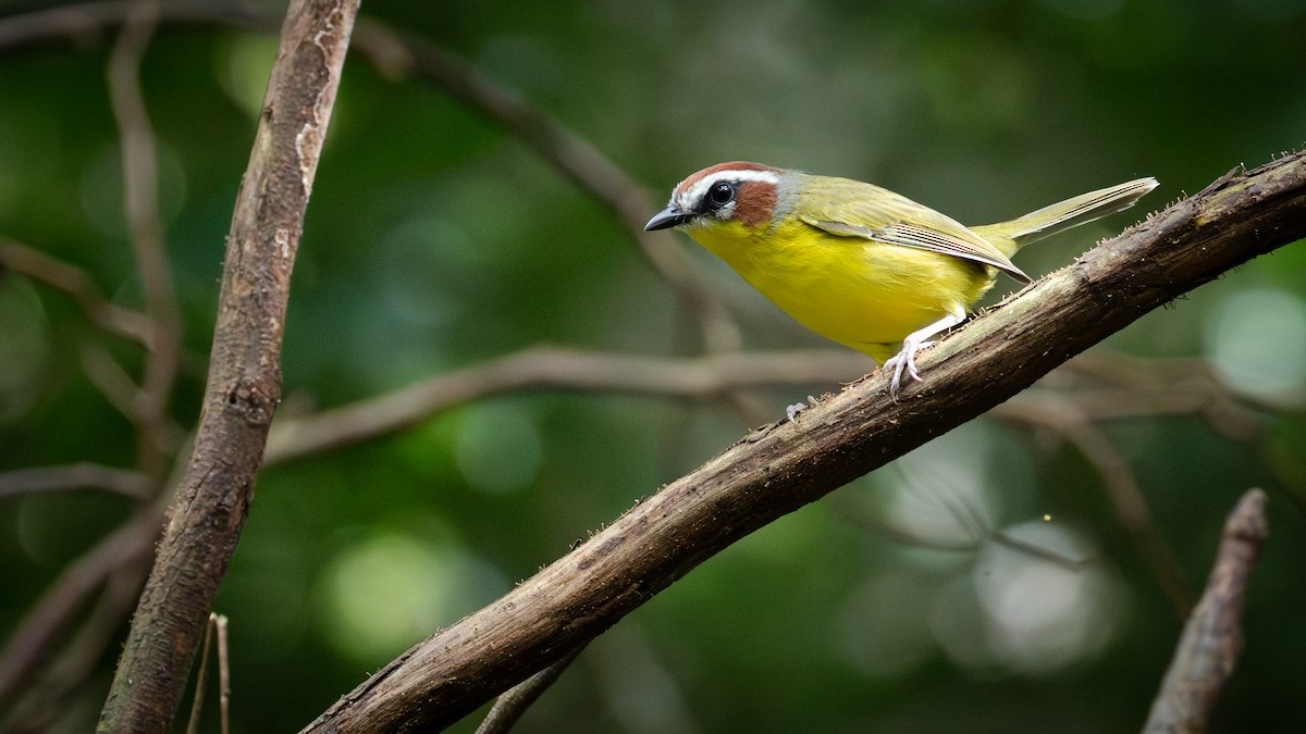 Chestnut-capped Warbler - ML645464430