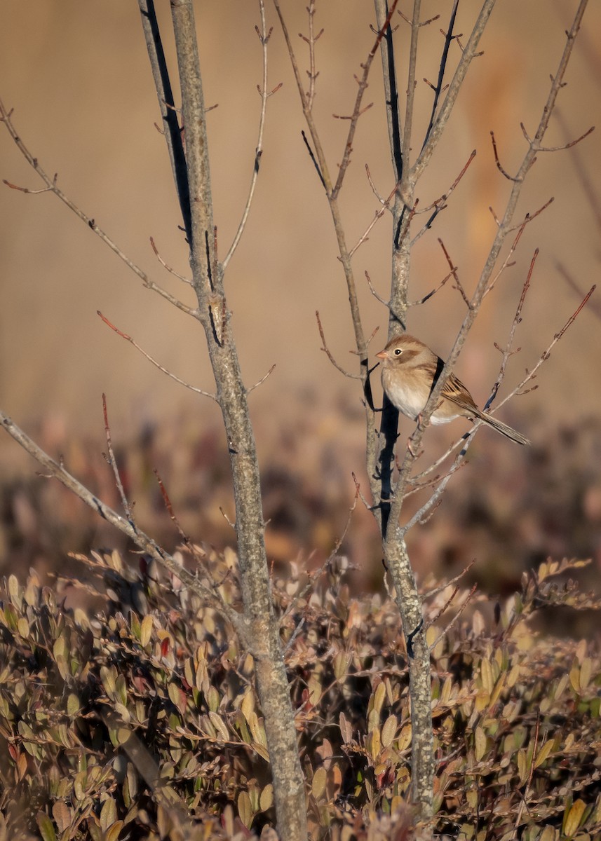 Field Sparrow - ML645464444