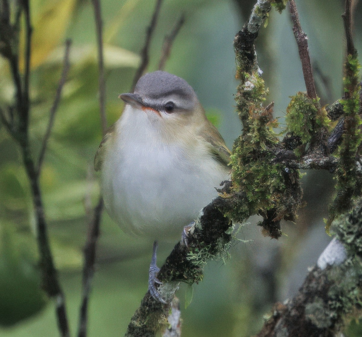 Красноглазый виреон - ML645464455