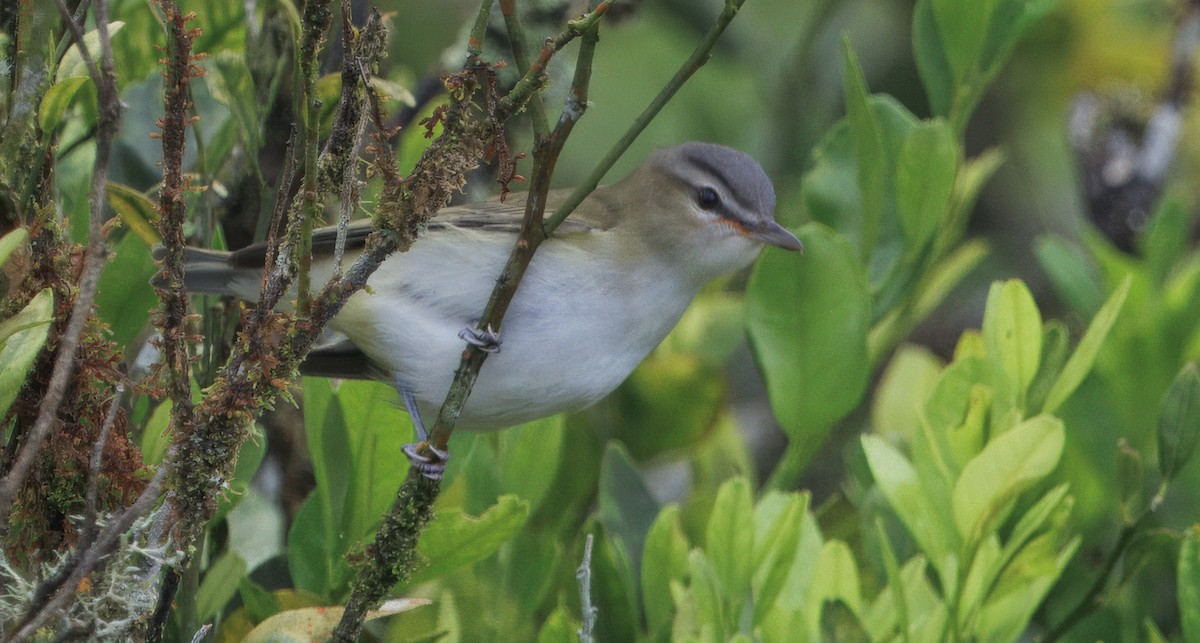 Красноглазый виреон - ML645464456