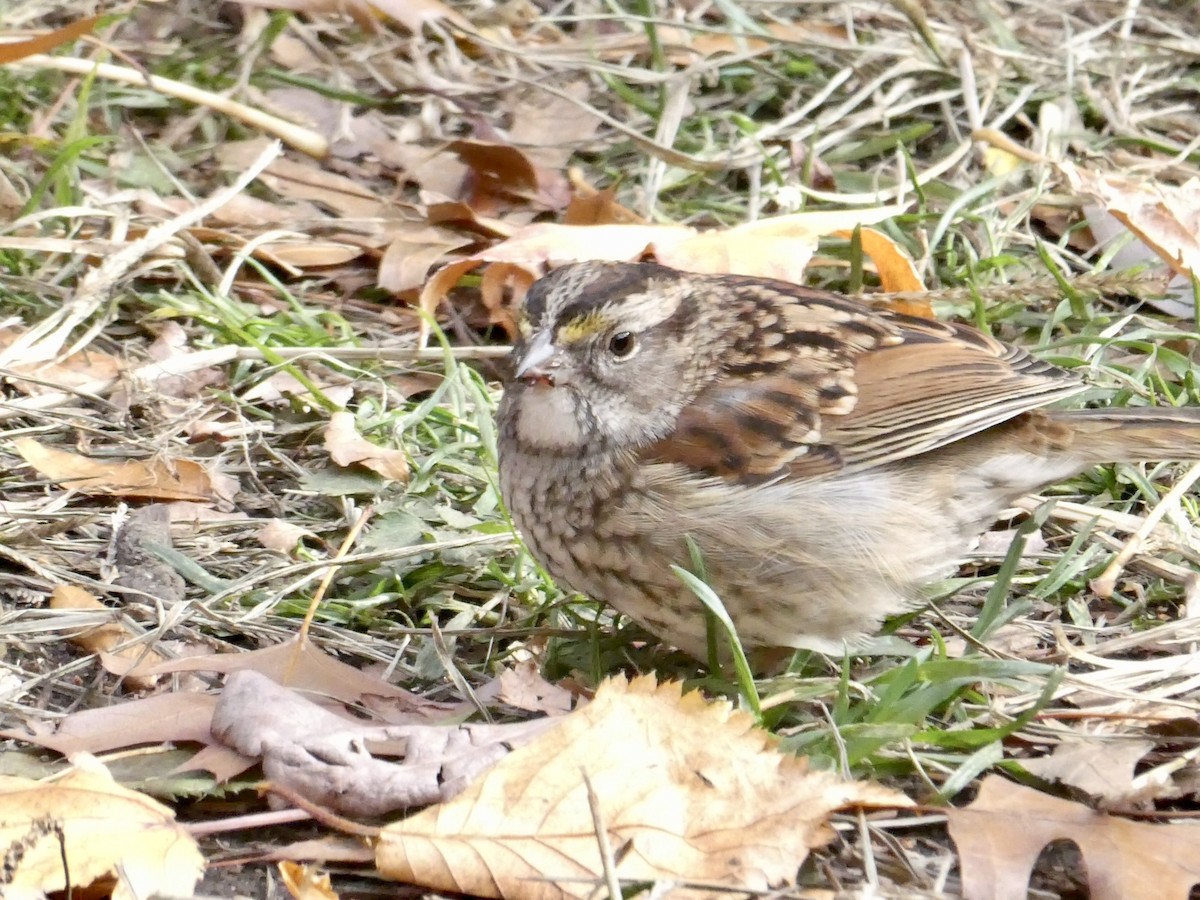 Бруант білогорлий - ML645464461