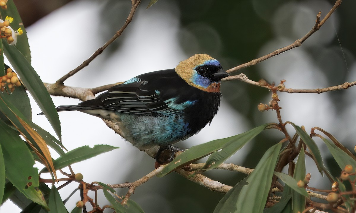 Танагра синьощока - ML645464462