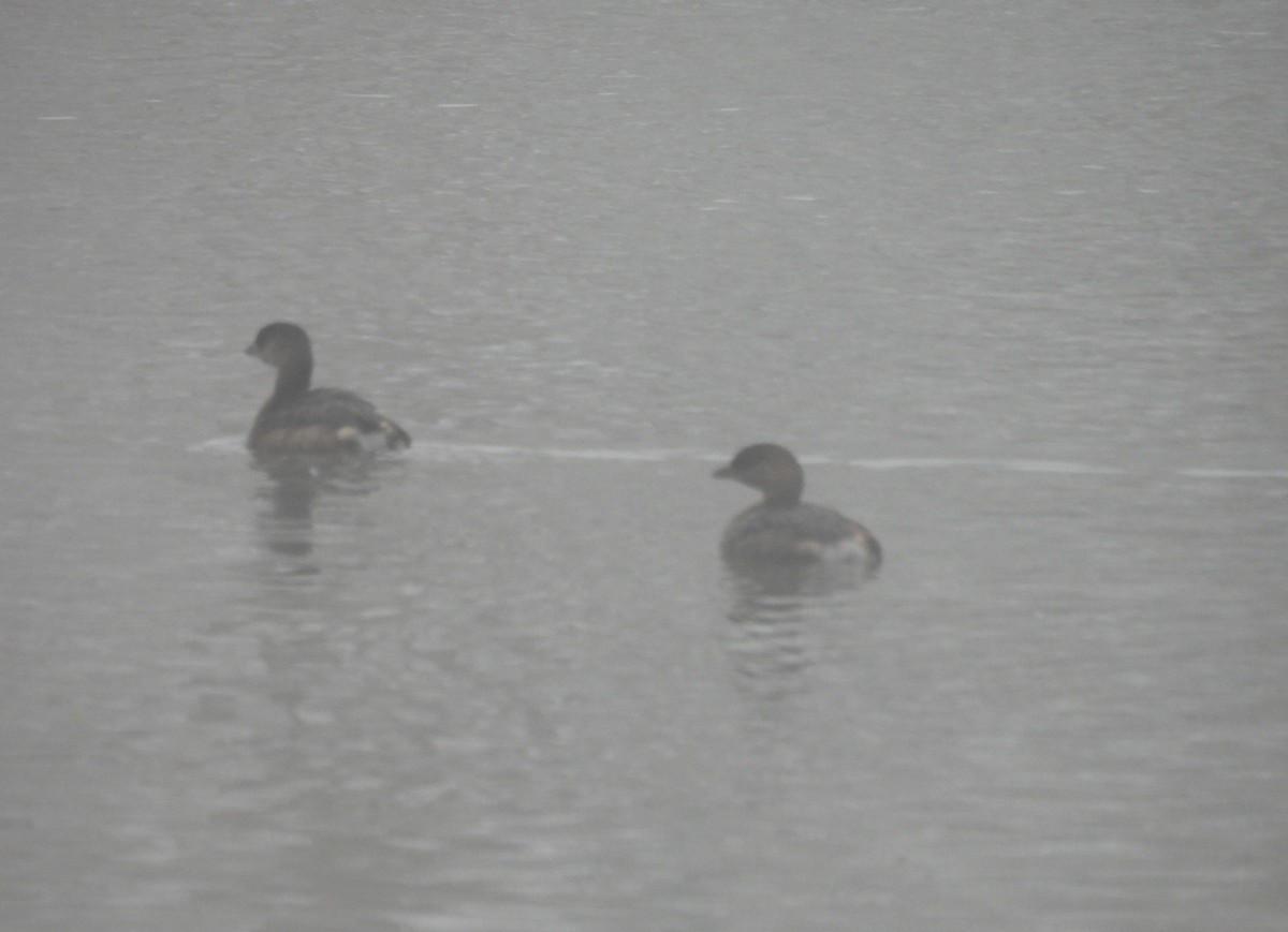 Пірникоза рябодзьоба - ML645464463