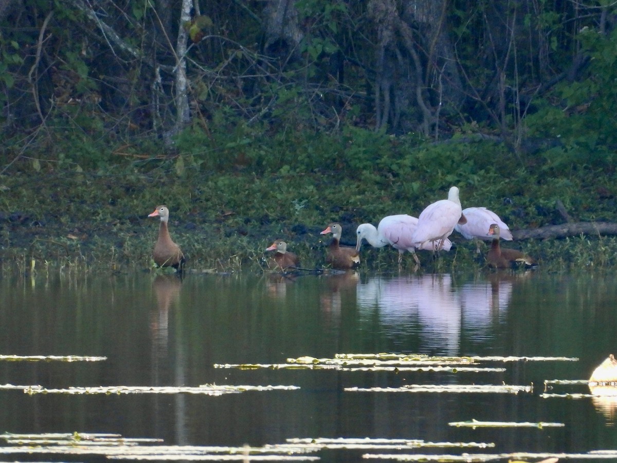 Свистач червонодзьобий - ML645464464