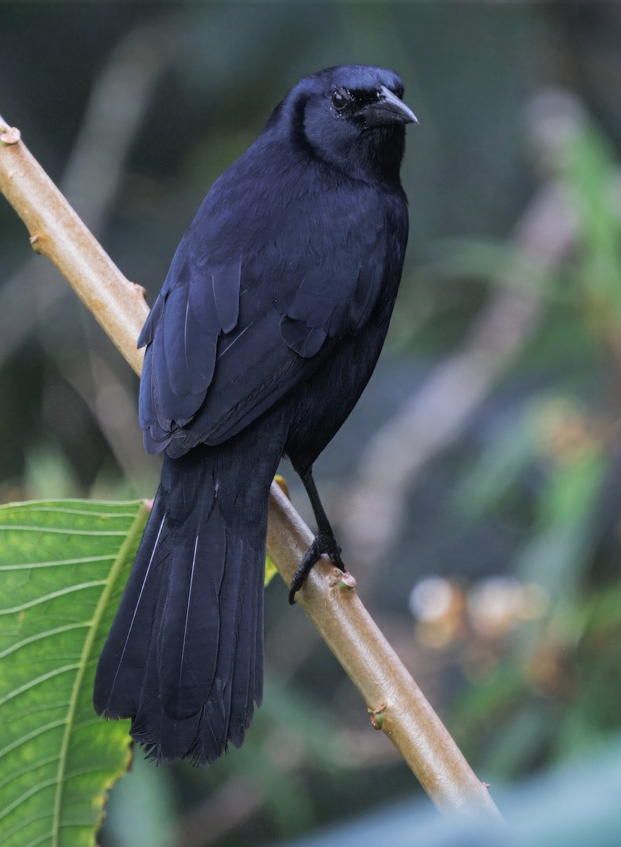 Трупіал-чернець галасливий - ML645464465