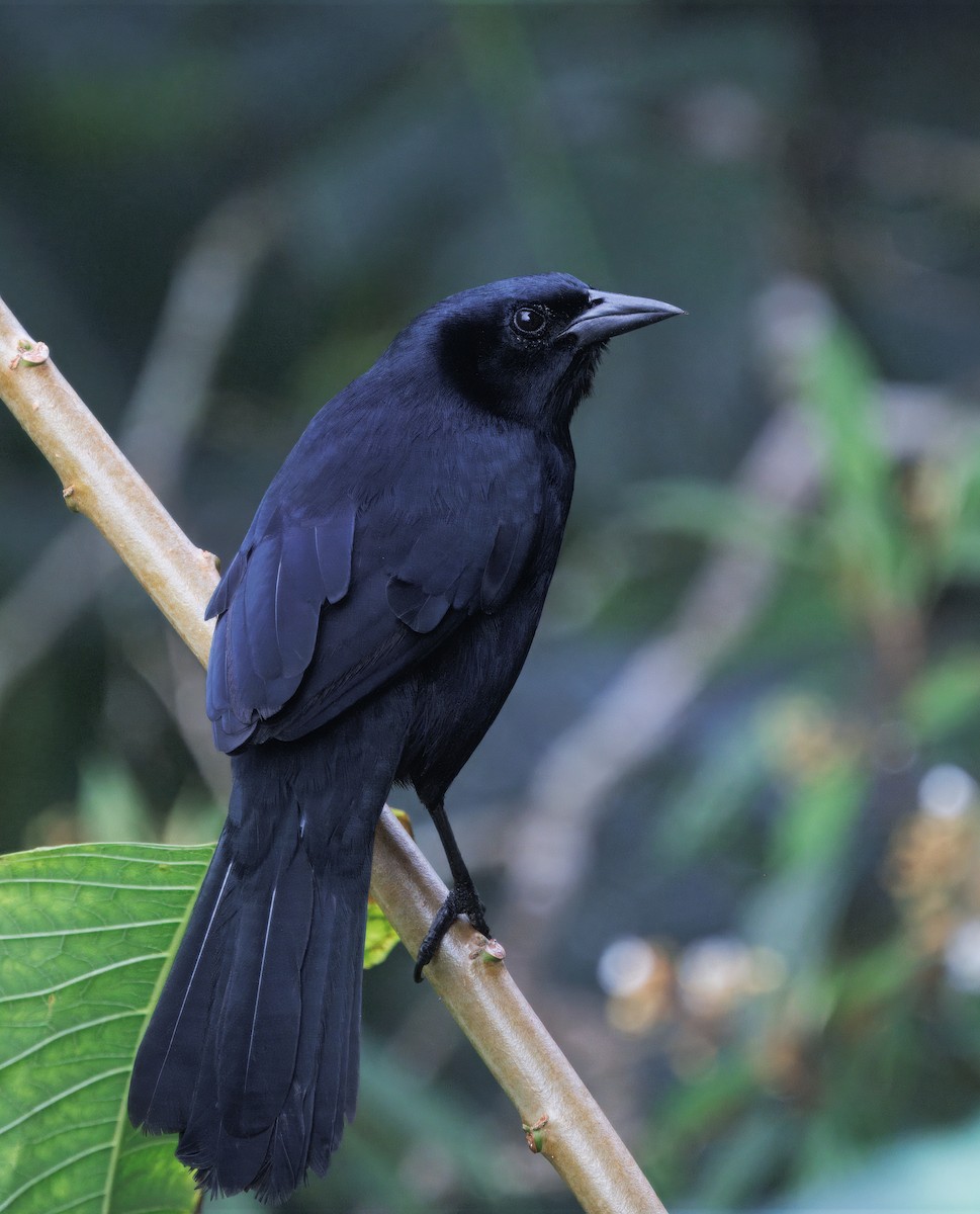 Трупіал-чернець галасливий - ML645464466