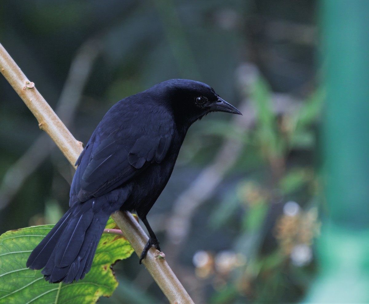 Трупіал-чернець галасливий - ML645464467