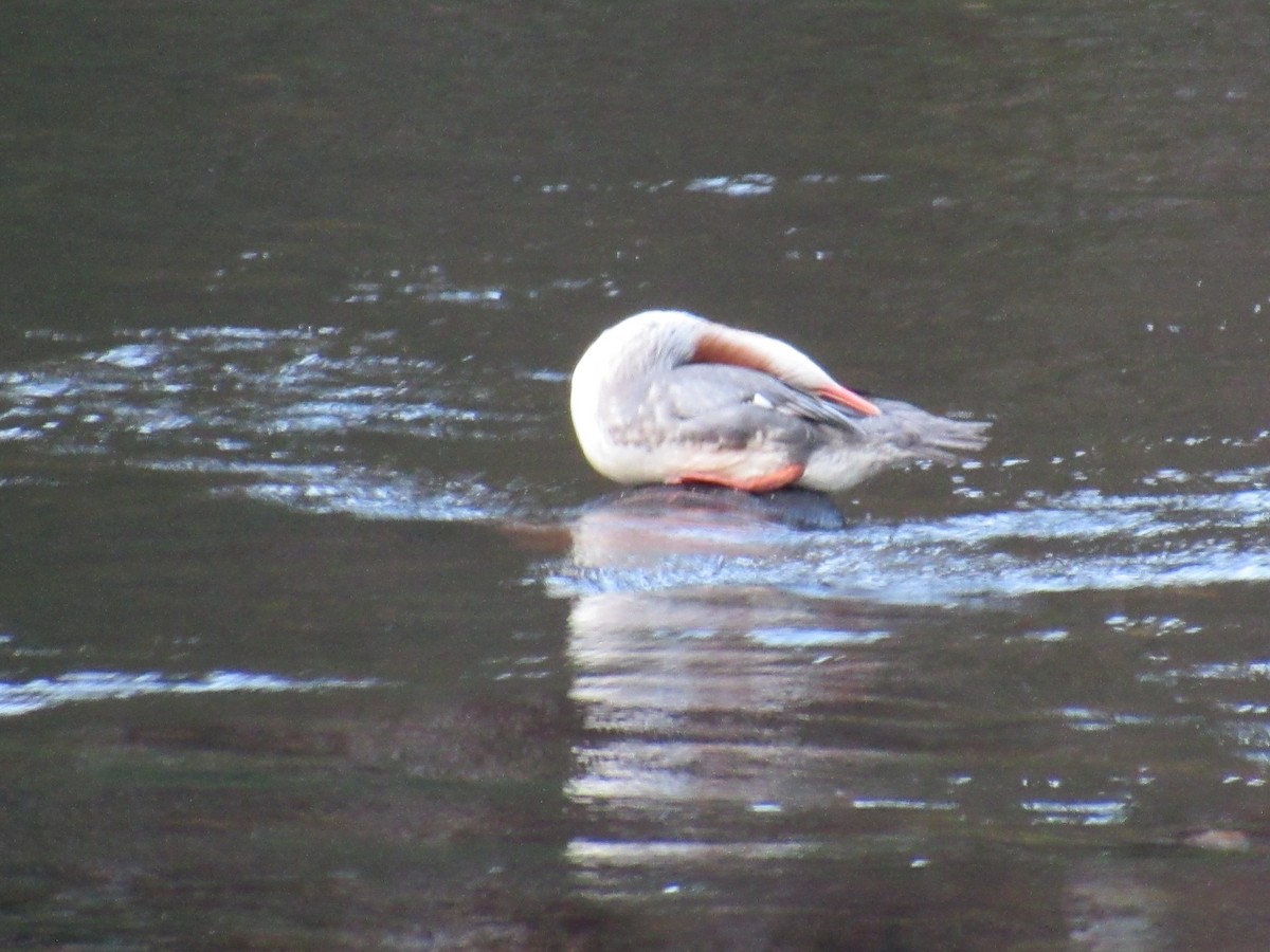 Крех великий - ML645464468