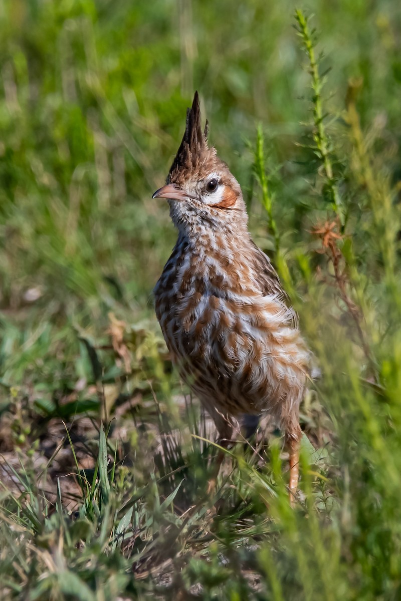 Анумбі чубатий - ML645464469