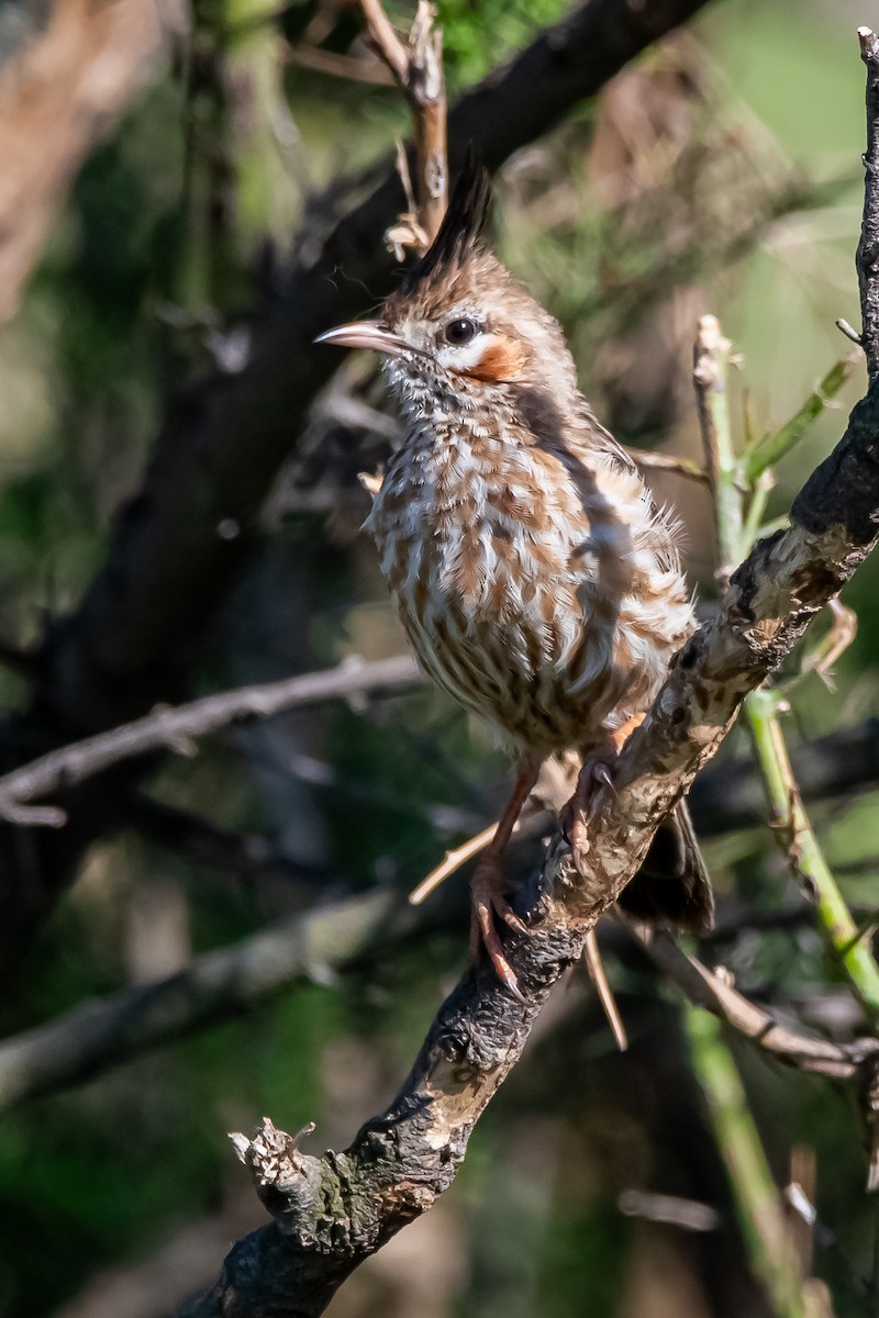 Анумбі чубатий - ML645464470