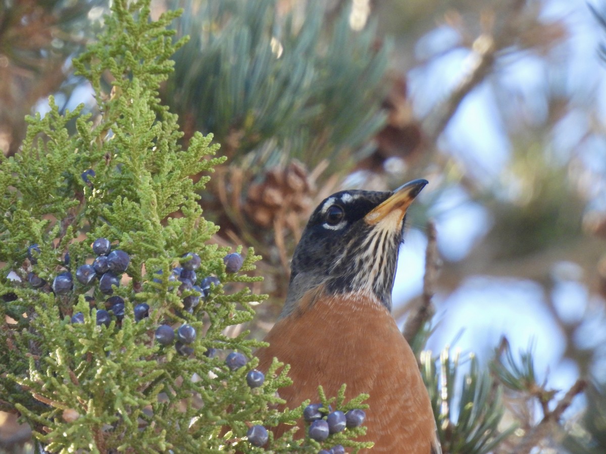 Дрізд мандрівний - ML645464471