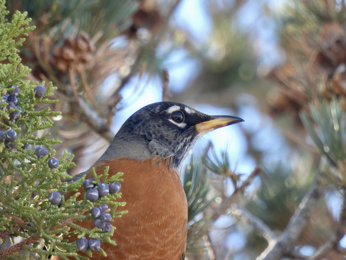 Дрізд мандрівний - ML645464472