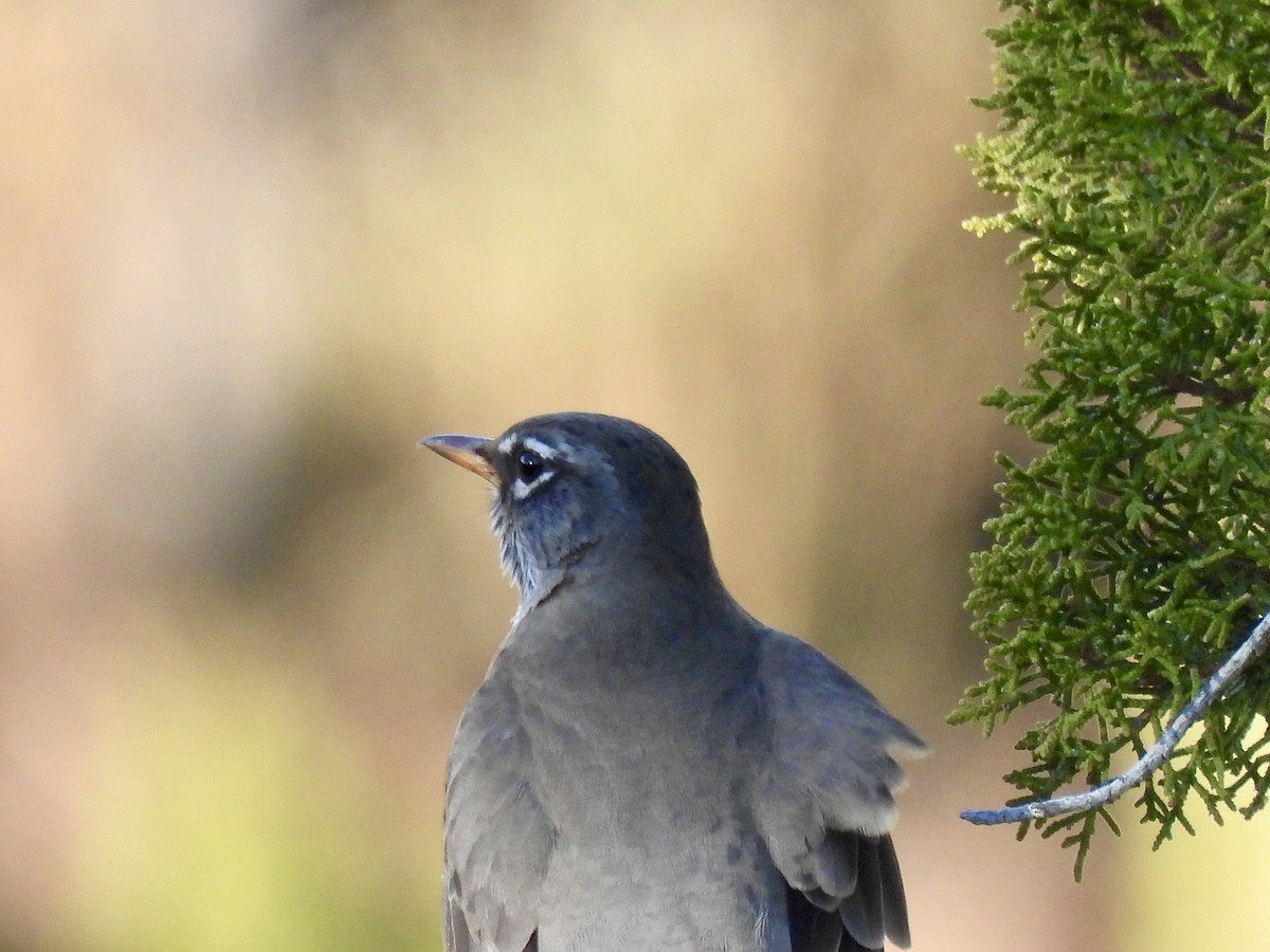 Дрізд мандрівний - ML645464473