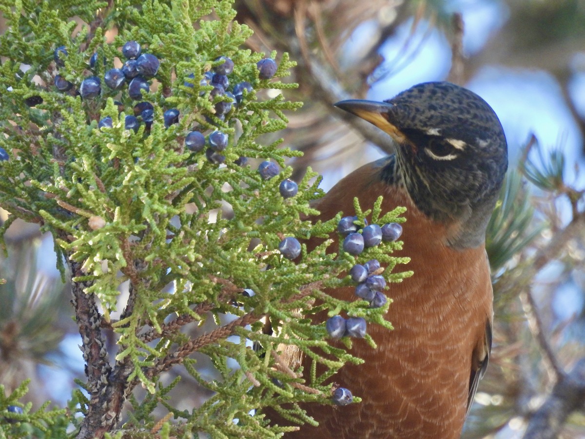 Дрізд мандрівний - ML645464474