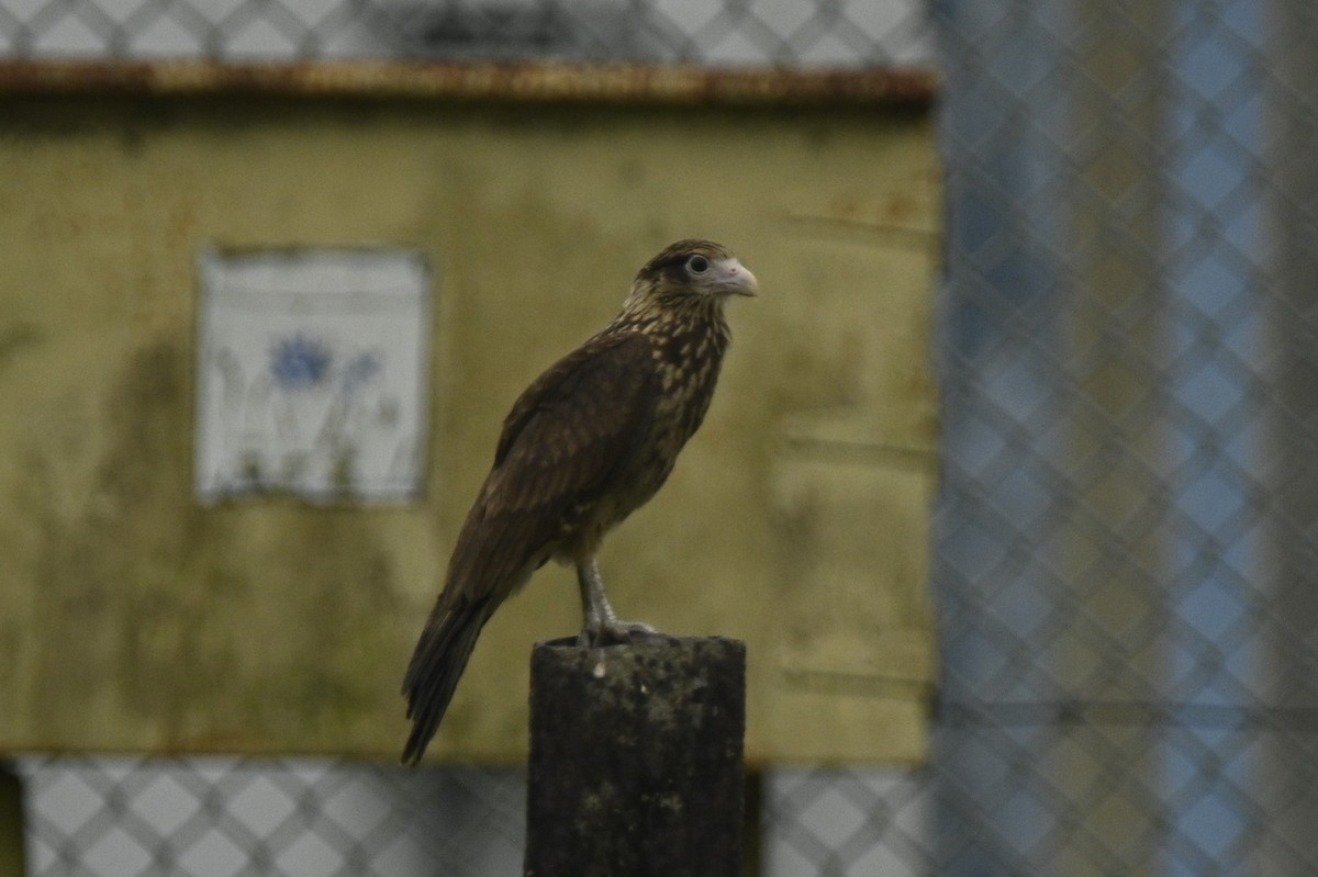 Катарта саванова - ML645464475