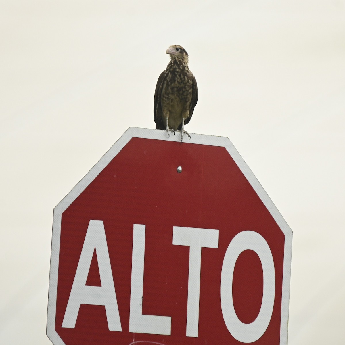 Хімахіма - ML645464476