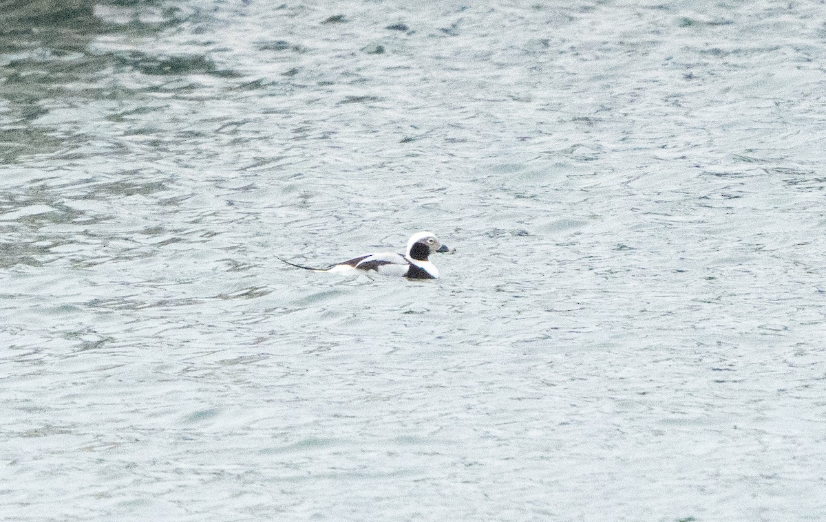 Морянка - ML645464477