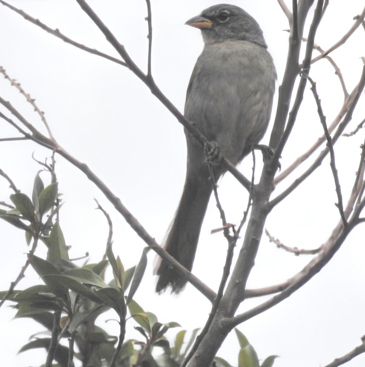 Пампасник світлоголовий - ML645464478