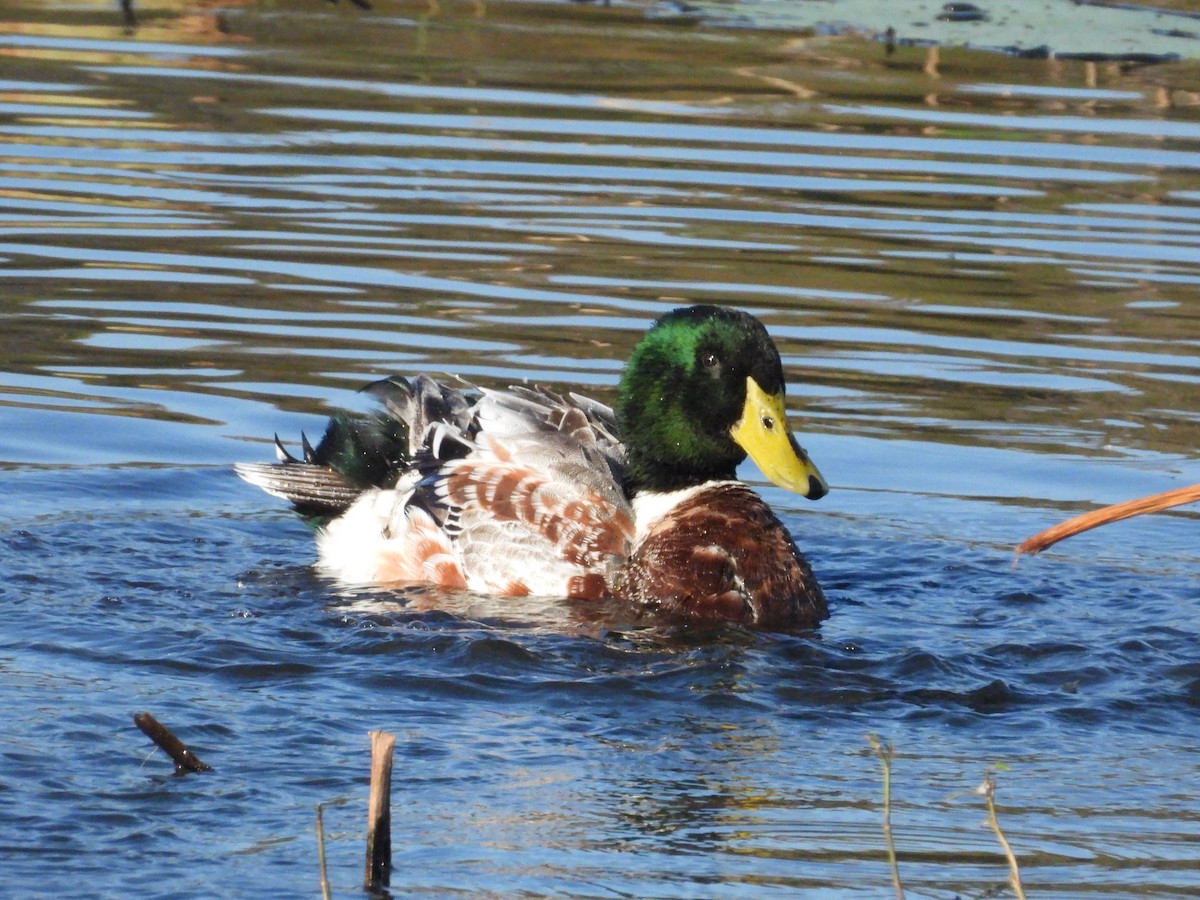 Качка мускусна х крижень звичайний - ML645464479