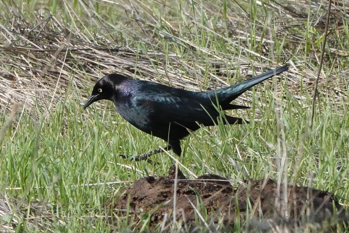 Трупіалець пурпуровий - ML645464480