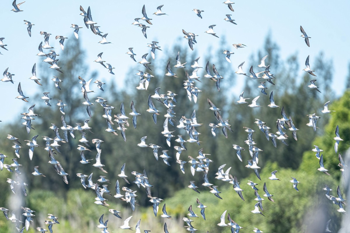 Побережник гострохвостий - ML645464481