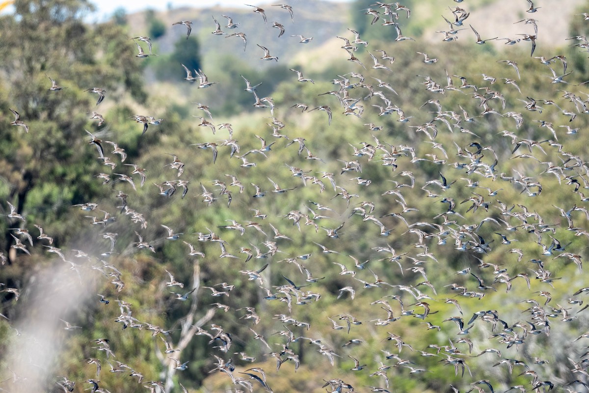 Побережник гострохвостий - ML645464482