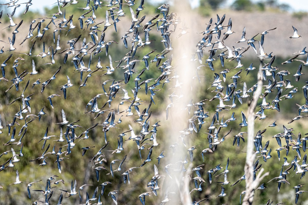 Побережник гострохвостий - ML645464483