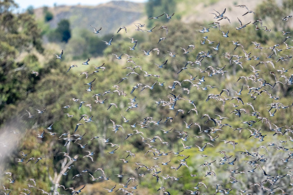 Побережник гострохвостий - ML645464484