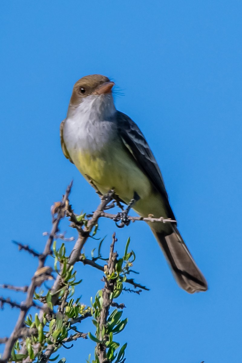 Копетон неотропічний - ML645464485