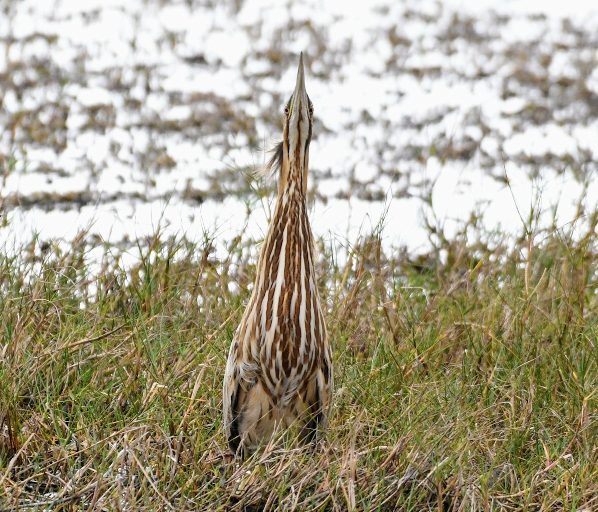 Бугай американський - ML645464486