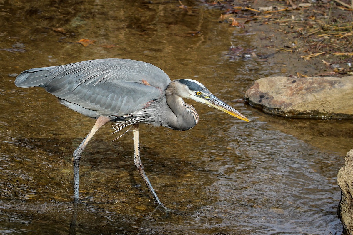 Чапля північна - ML645464487