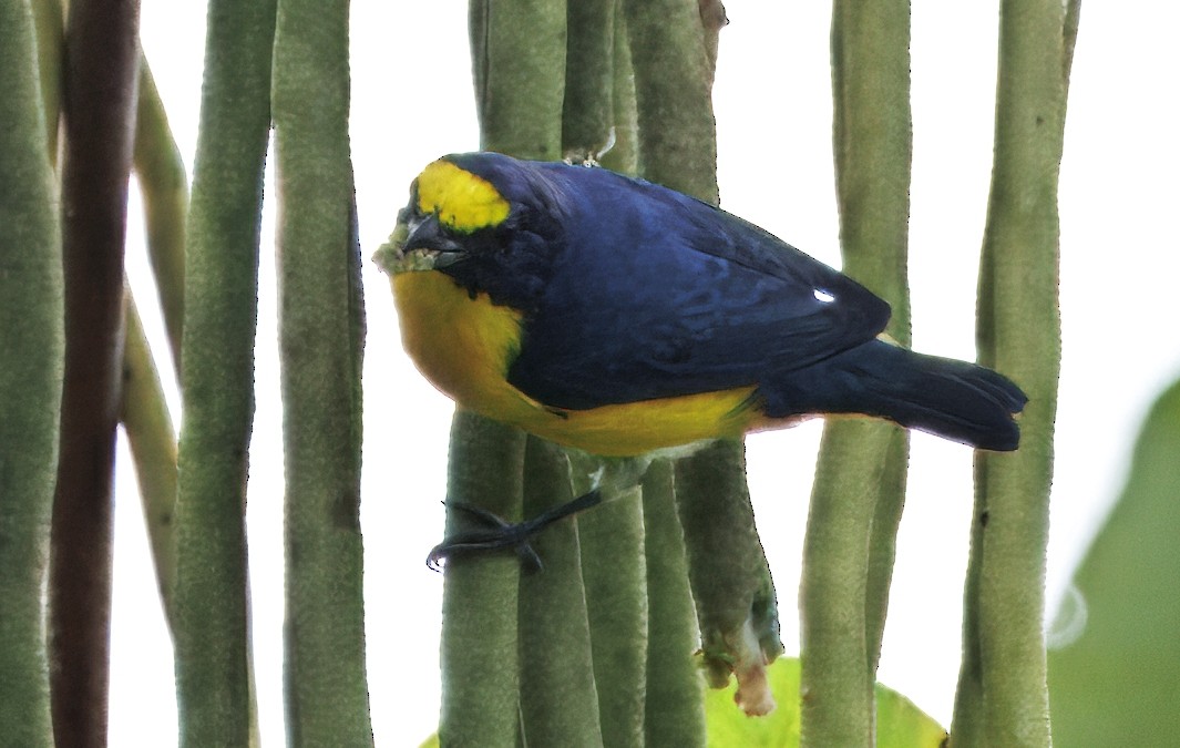 Гутурама узлісна - ML645464488