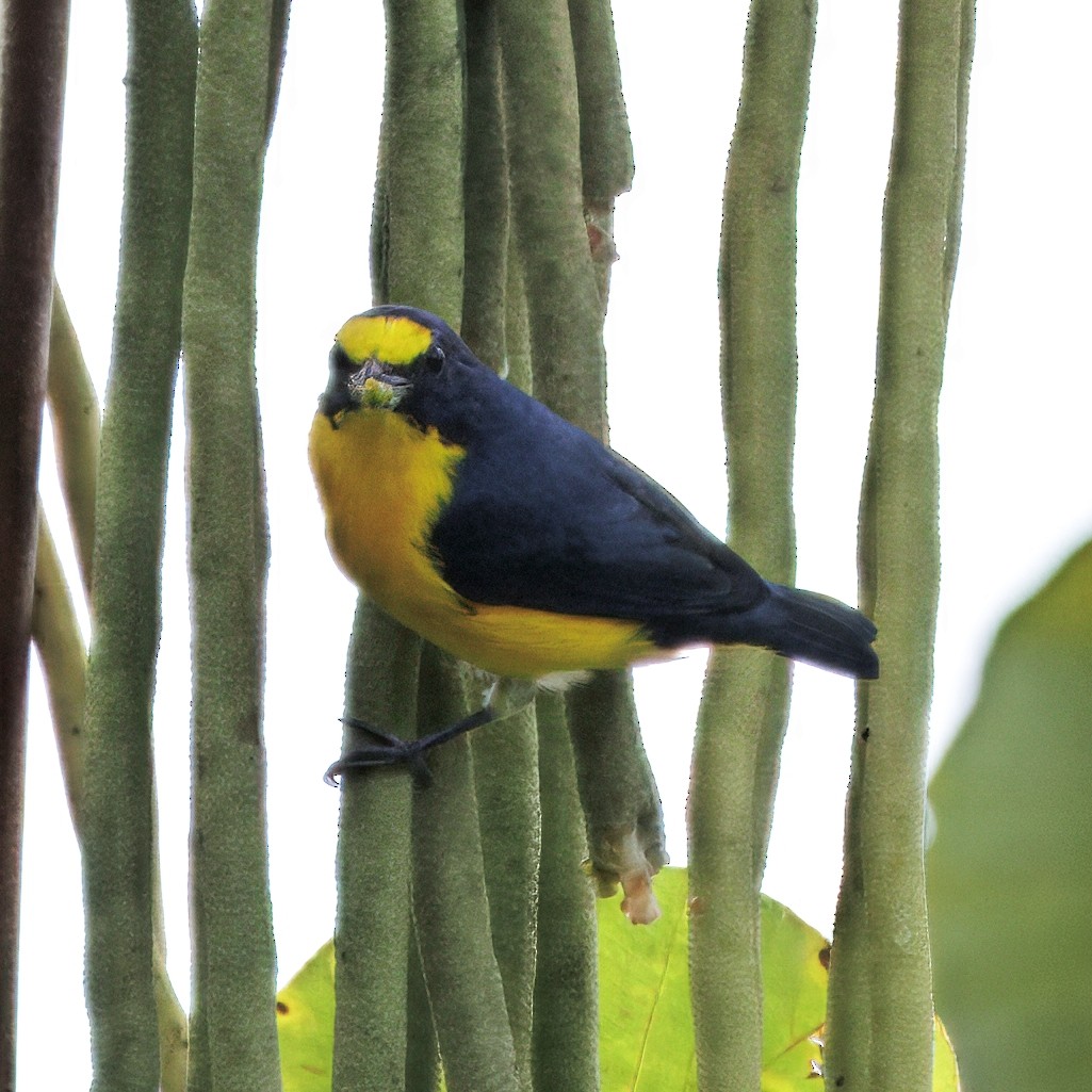 Гутурама узлісна - ML645464489