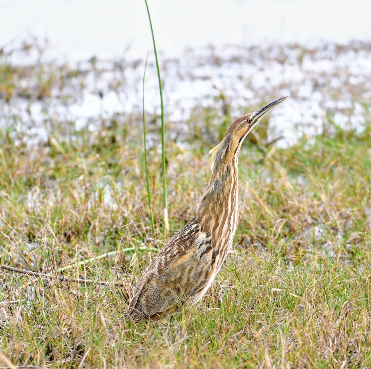 Бугай американський - ML645464492