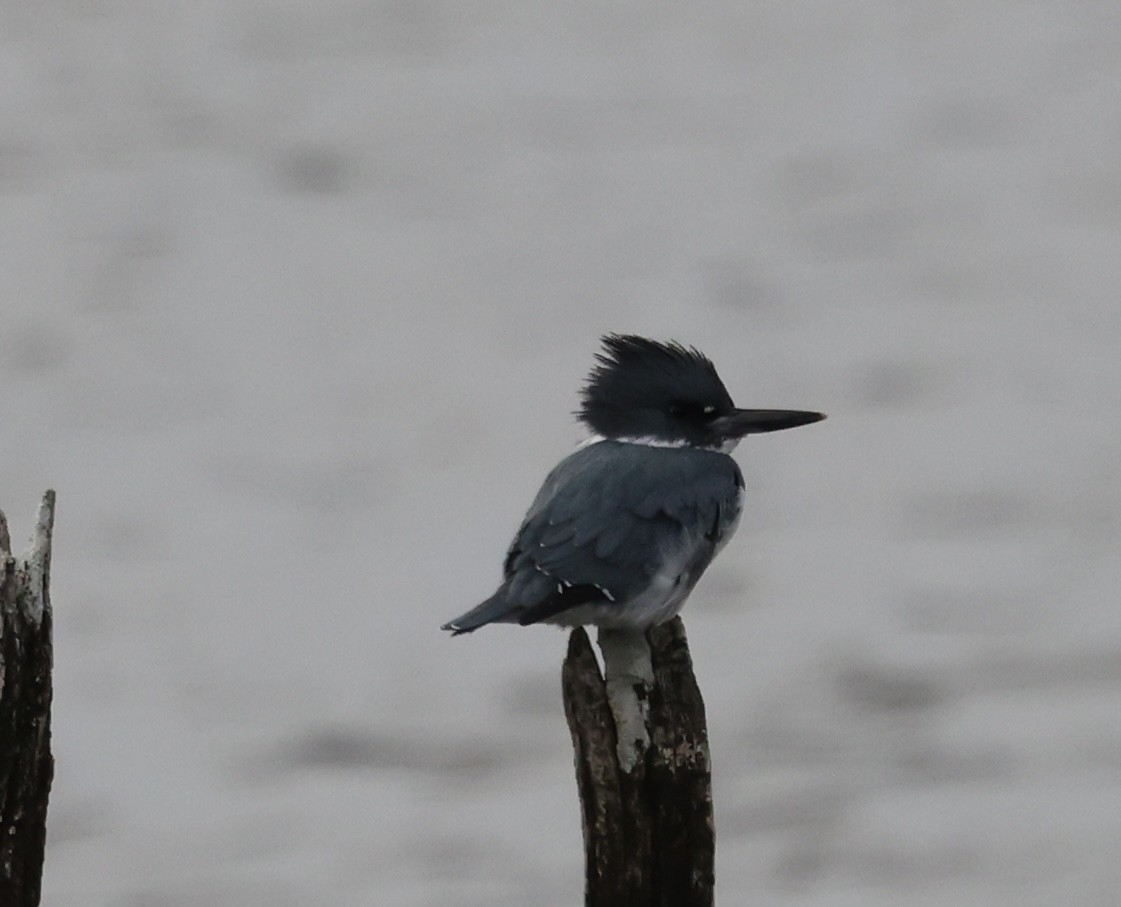 שלדג אמריקני - ML645464495
