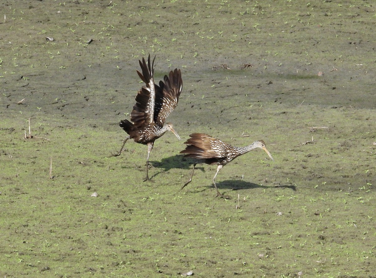 Limpkin - ML645464496