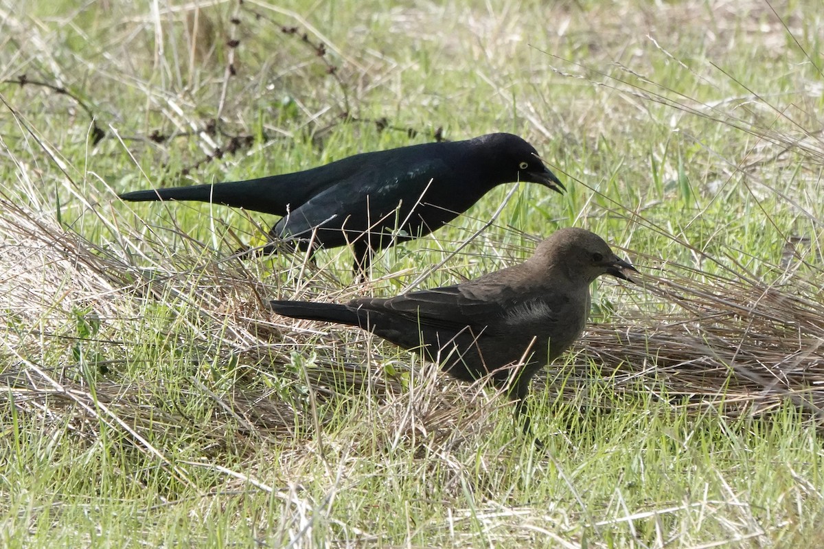 Brewer Karatavuğu - ML645464497