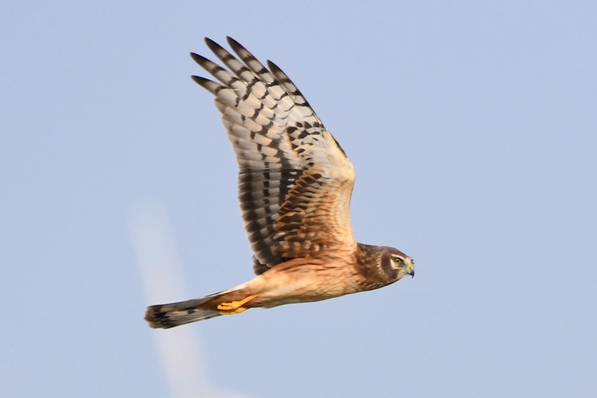 Northern Harrier - ML645464500