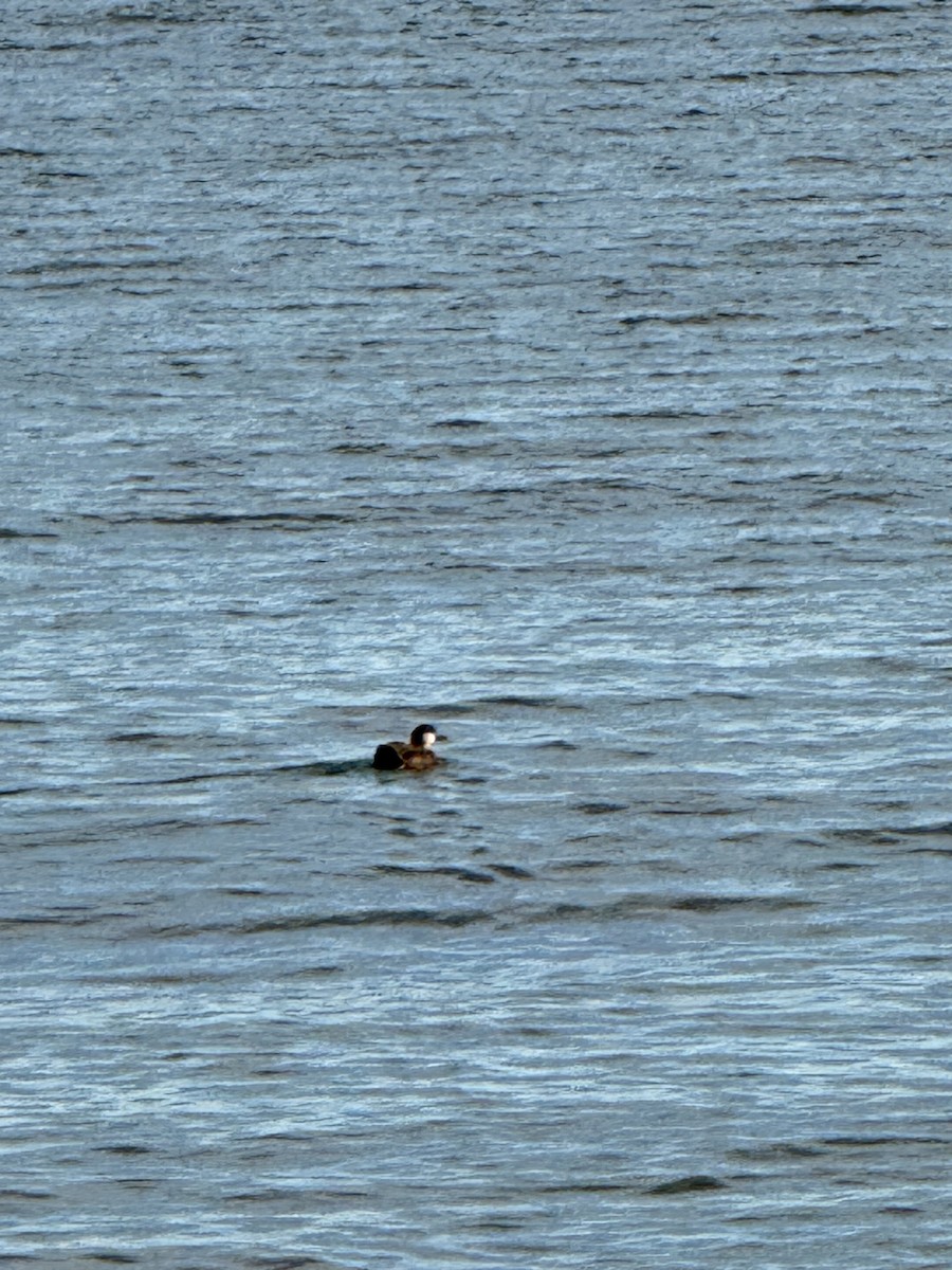 turpan žlutozobý - ML645464502