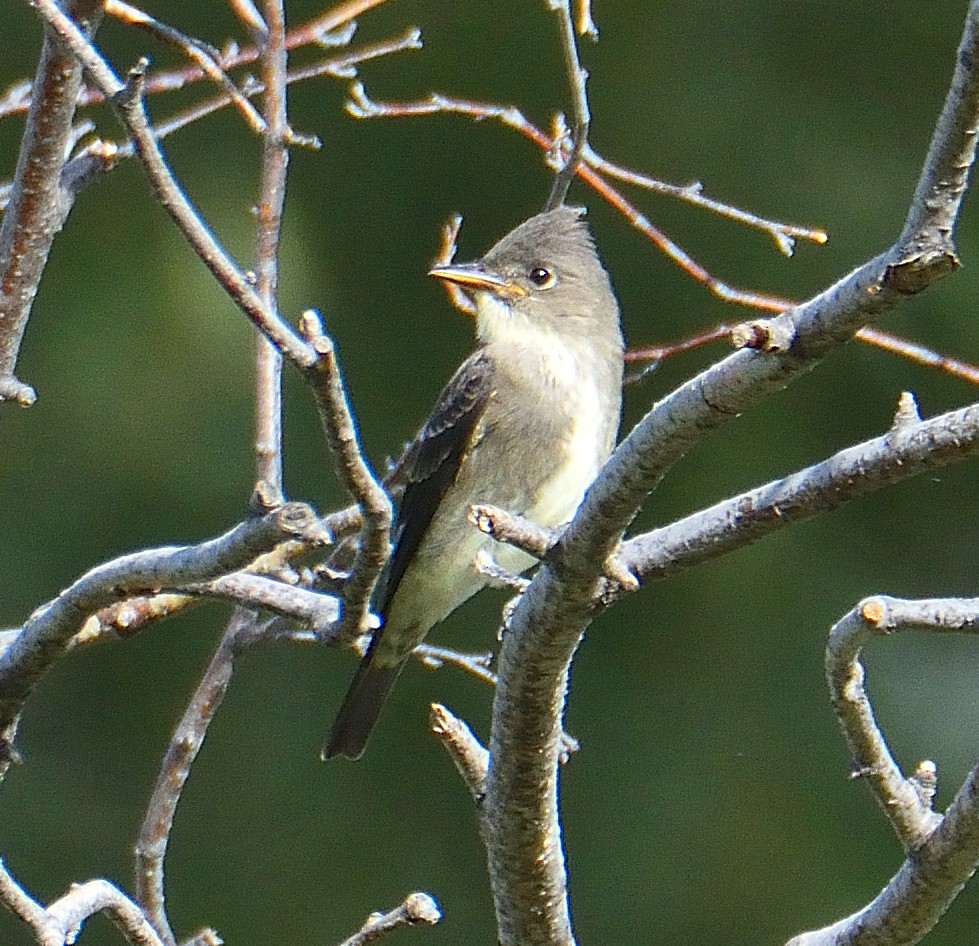 tyranovec severský - ML645464506