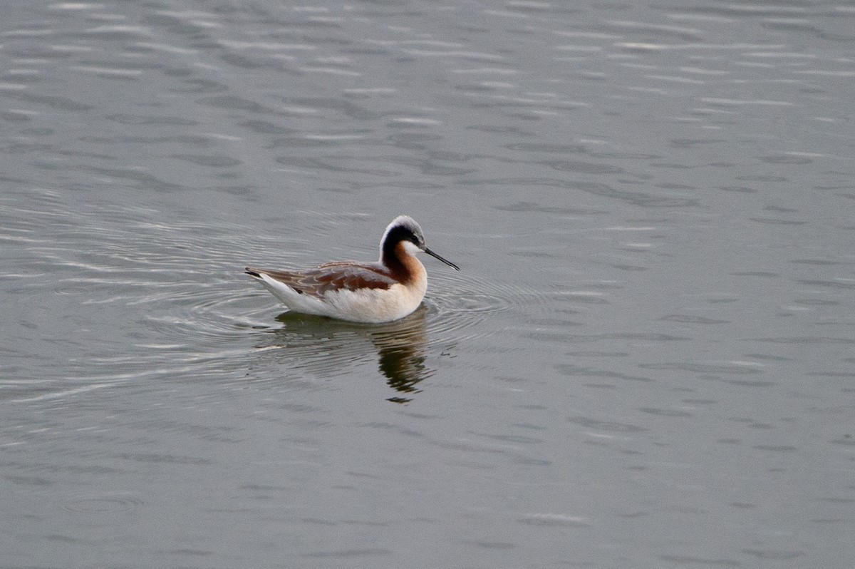 lyskonoh dlouhozobý - ML645464514