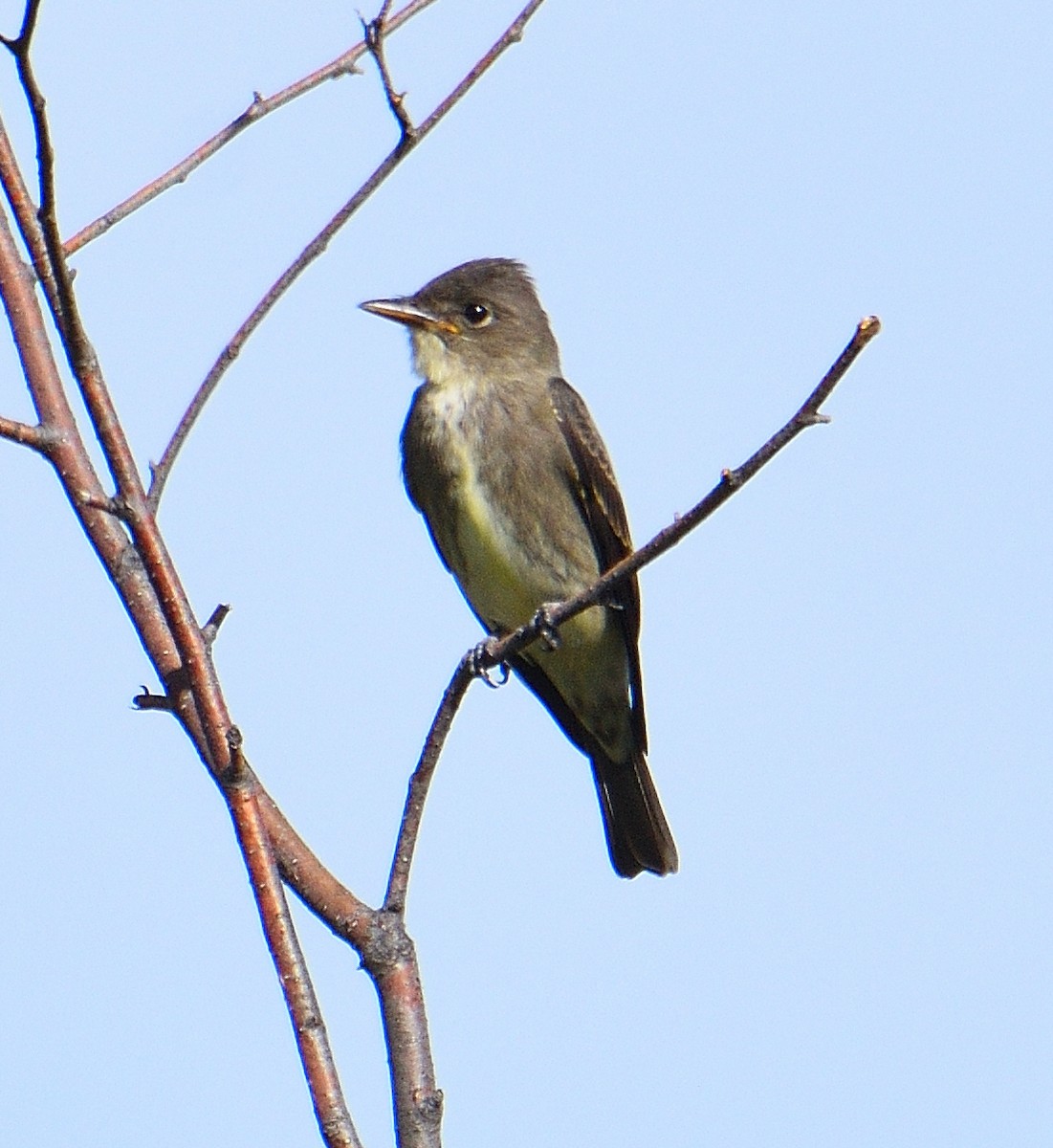 tyranovec severský - ML645464516