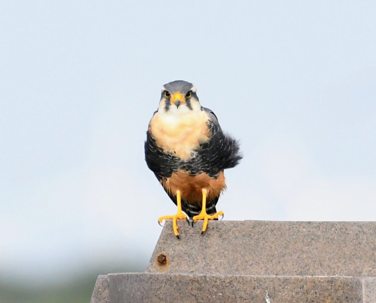 Aplomado Falcon - ML645464518