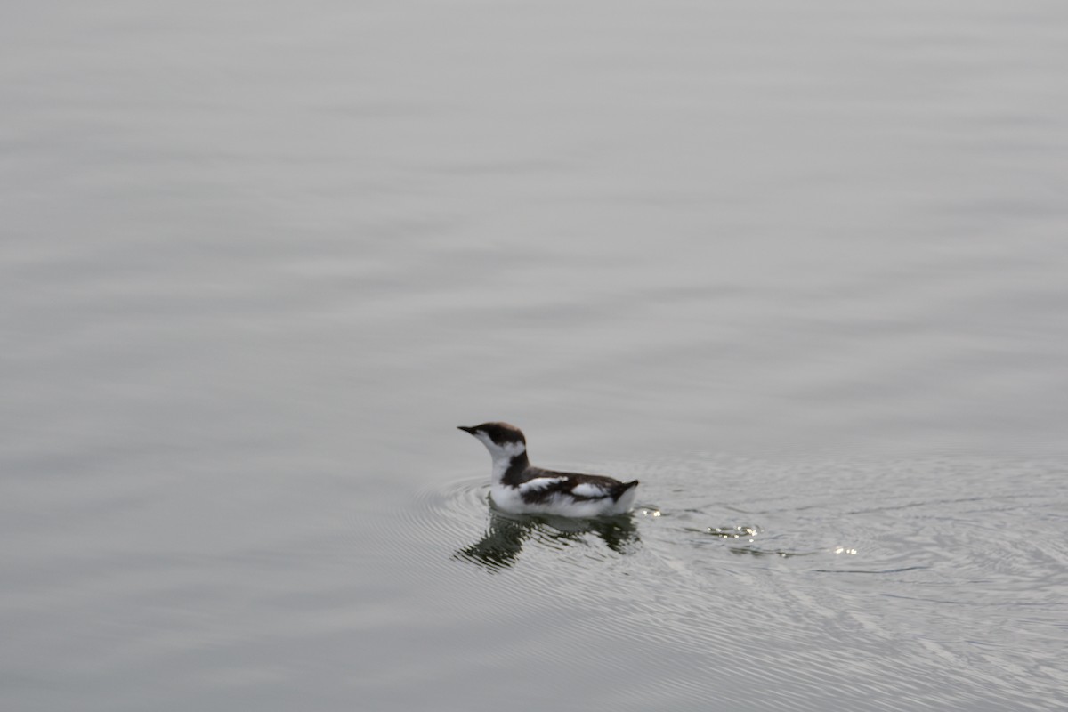 Marbled Murrelet - ML645464522